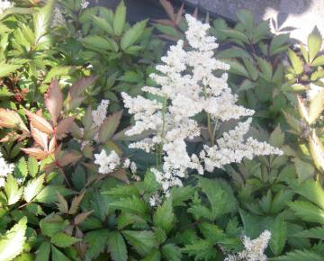 Astilbe japonica 'Europa'