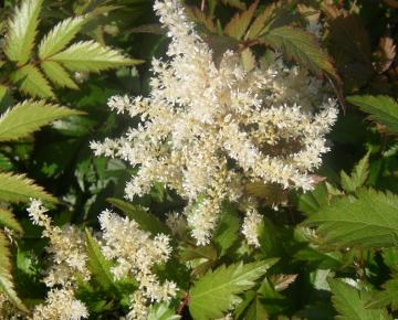 Astilbe japonica 'Gladstone'