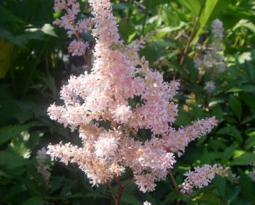 Astilbe japonica 'Peach Blossom'