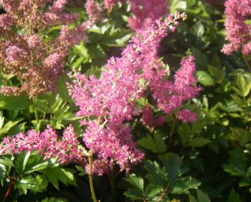 Astilbe japonica 'Rheinland'