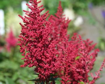Astilbe japonica 'Red Sentinel'