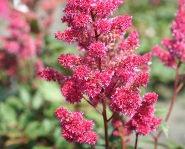 Astilbe japonica 'Vesuvius'