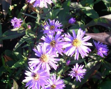 Aster laevis 'Calliope'
