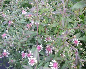 Aster lateriflorus 'Horizontalis'