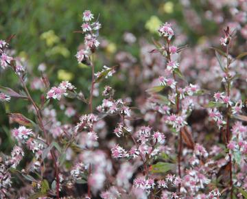Aster lateriflorus 'Lady in Black'