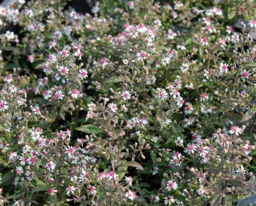 Aster lateriflorus 'Prince'