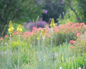 Asphodeline lutea