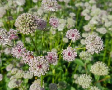 Astrantia major