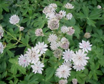 Astrantia major 'Alba'