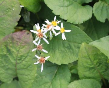 Aster macrophyllus 'Albus'