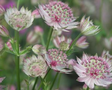 Astrantia major 'Buckland'