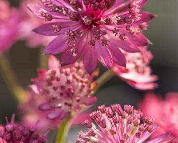 Astrantia major 'Capri' ®