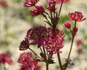 Astrantia major 'Claret'