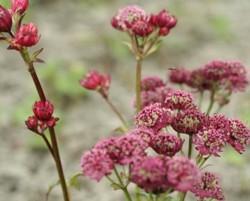 Astrantia major 'Lars'