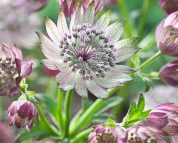 Astrantia major 'Orion'