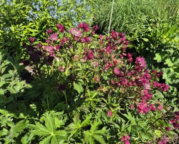 Astrantia major 'Orion'