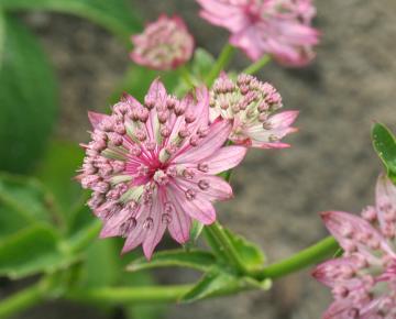 Astrantia major 'Pink Pride'