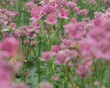 Astrantia major 'Roma' PBR