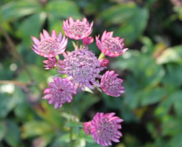Astrantia major 'Rosea'