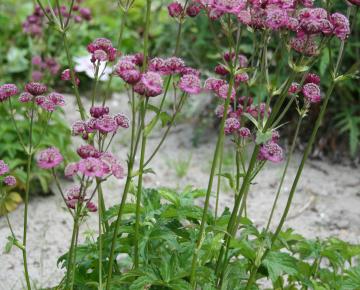 Astrantia major 'Rubra'