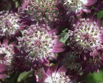 Astrantia major 'Star of Beauty' ®
