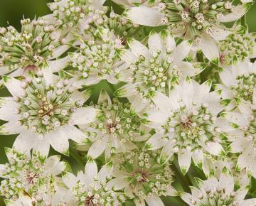 Astrantia major 'Star of Billion' PBR