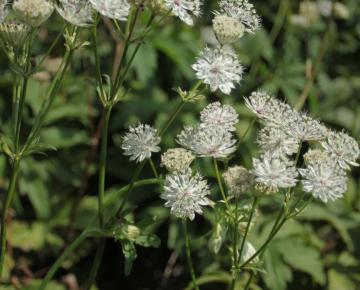 Astrantia major 'Shaggy' (Margery Fish)