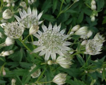Astrantia major 'Snowstar' ®