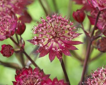 Astrantia major 'Star of Love' ®