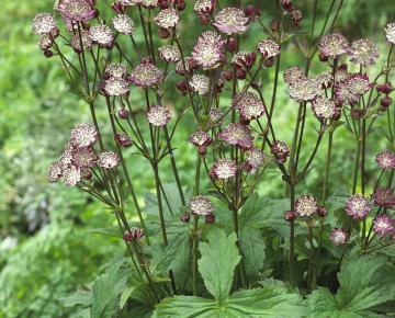 Astrantia major 'Star of Passion'