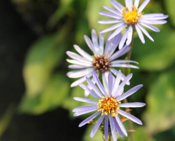 Aster macrophyllus 'Twilight'