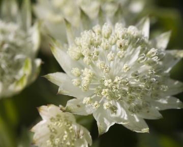 Astrantia major 'White Angel' ®