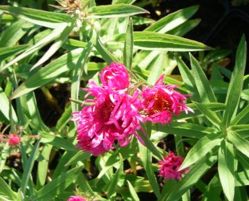 Aster novae-angliae 'Andenken an Alma Pötschke'