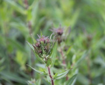 Aster novae-angliae 'Andenken an Paul Gerber'