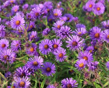 Aster novae-angliae 'Barr's Blue'