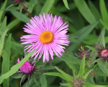Aster novae-angliae 'Barr's Pink'