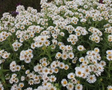 Aster novae-angliae 'Herbstschnee'