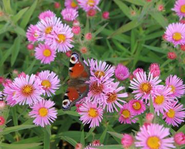 Aster novae-angliae 'Harrington's Pink'