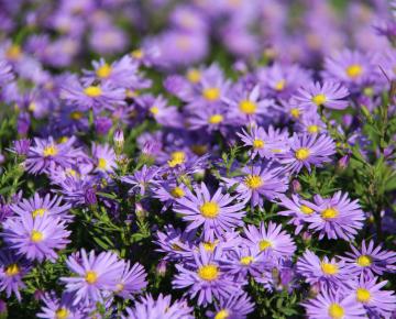 Aster novae-angliae 'Purple Dome'
