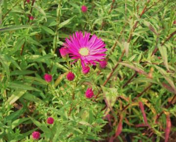 Aster novi-belgii 'Crimson Brocade'