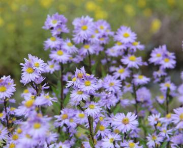 Aster novi-belgii 'Dauerblau'