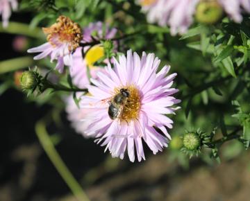 Aster novi-belgii 'Fellowship'