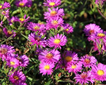 Aster novi-belgii 'Karminkuppel'