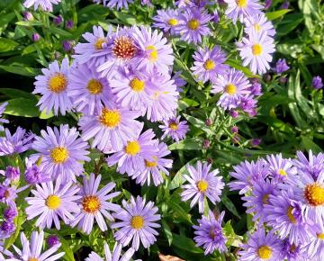 Aster novi-belgii 'Blauw'