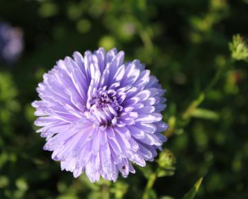 Aster novi-belgii 'Marie Ballard'
