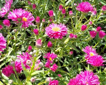 Aster novi-belgii  'Neron'
