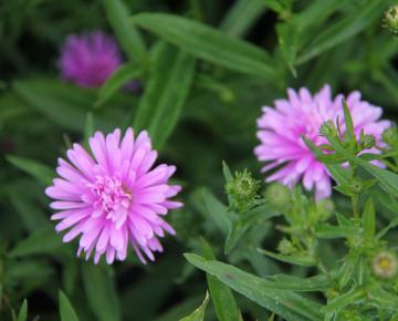 Aster novi-belgii 'Patricia Ballard'