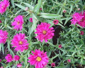 Aster novi-belgii 'Royal Ruby'