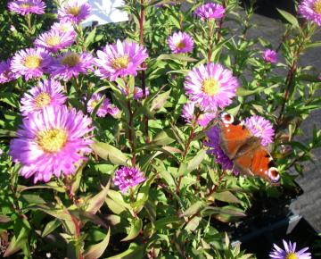 Aster novi-belgii 'Sarah Ballard'