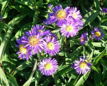 Aster novi-belgii 'Schöne von Dietlikon'